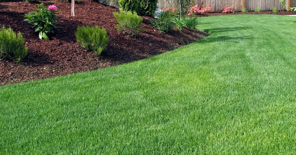 Freshly mulched landscape bed bordering a green lawn with flowering shrubs